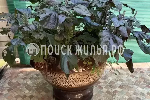 «Делюкс», Адлер