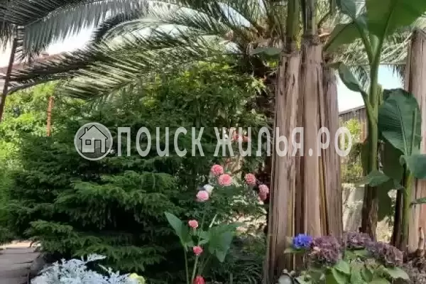 «Тропики», Адлер