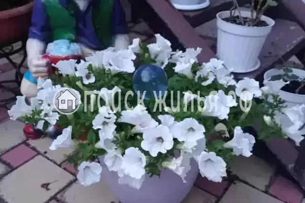 Частный сектор «Александр», Витязево Частный сектор «Александр», Витязево