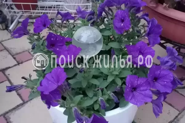 Частный сектор «Александр», Витязево Частный сектор «Александр», Витязево