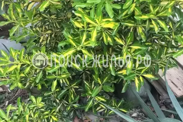 Гостевой дом «У Аси и Альберта», Пицунда Гостевой дом «У Аси и Альберта», Пицунда