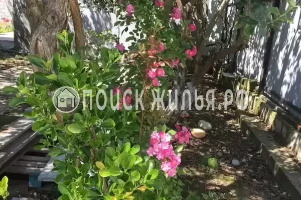 Гостевой дом «У Аси и Альберта», Пицунда Гостевой дом «У Аси и Альберта», Пицунда