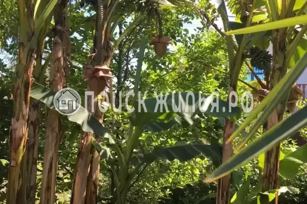 Гостевой дом «У Аси и Альберта», Пицунда Гостевой дом «У Аси и Альберта», Пицунда