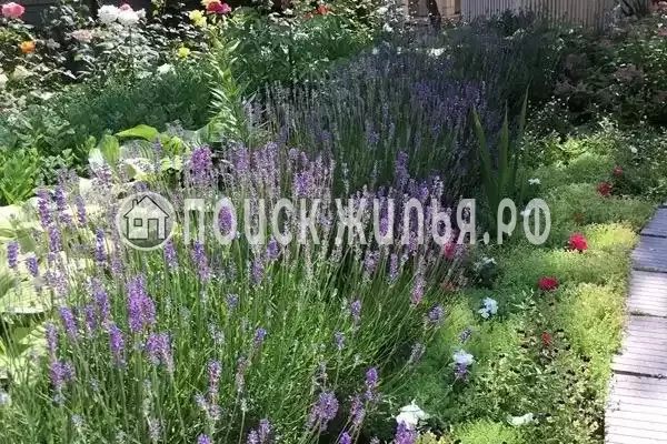 «Солнечный», Сукко «Солнечный», Сукко