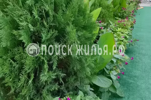 «Семейный», Пляхо «Семейный», Пляхо