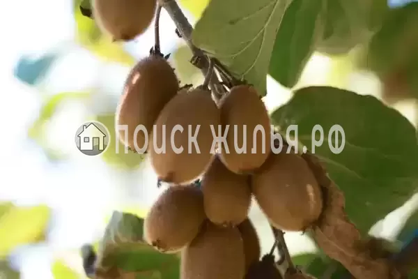 Гостевой дом «Хашупс-Хаус», Цандрипш