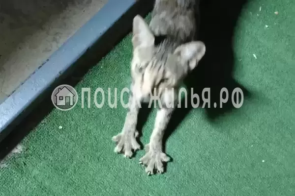 Частный сектор «У АрсиКа», Витязево Частный сектор «У АрсиКа», Витязево