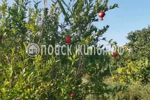 «Eco botanica», Судак «Eco botanica», Судак