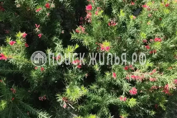 «Московский», Вардане «Московский», Вардане