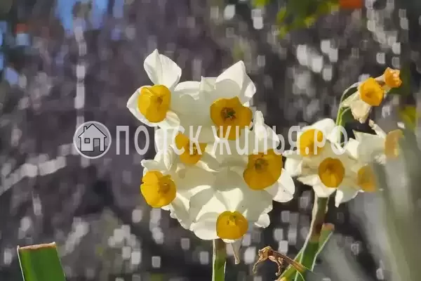 Гостевой дом «Таруса», Новый Афон Гостевой дом «Таруса», Новый Афон