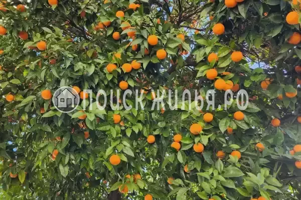 Гостевой дом «Таруса», Новый Афон Гостевой дом «Таруса», Новый Афон