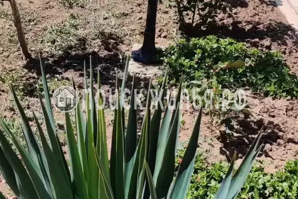 «Дакадан», Кучугуры