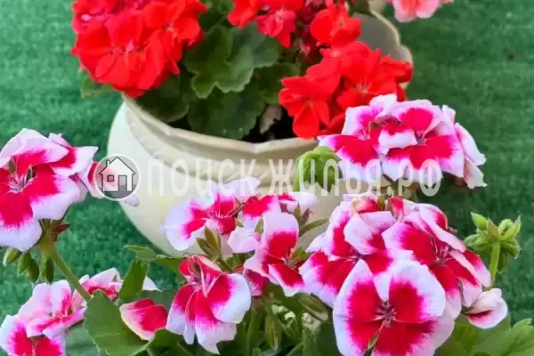 Гостевой дом «Сакура», Вардане