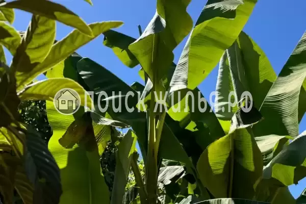 Гостевой дом «Сакура», Вардане