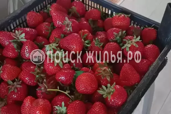 «Морская звезда», Кучугуры