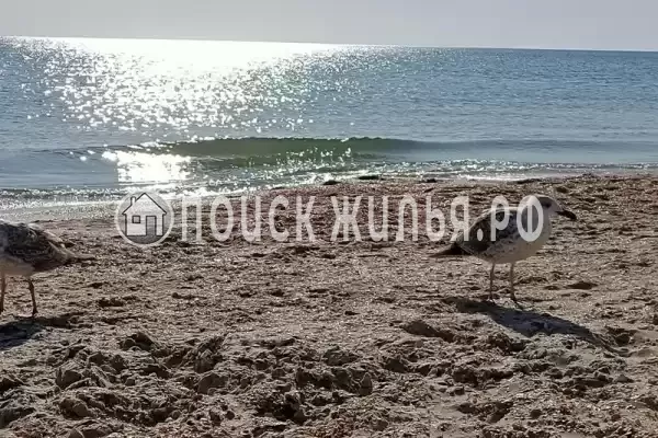 «Brown», Джемете «Brown», Джемете