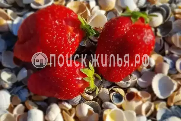 «Азовский», Голубицкая «Азовский», Голубицкая