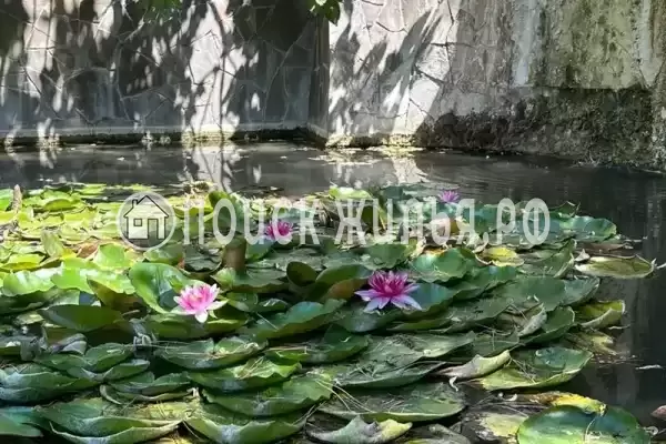 «Морской-клуб», Дивноморское