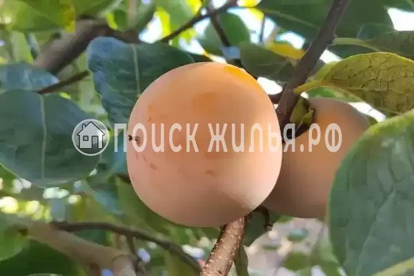 Частный сектор «Малиновая, 10», Севастополь