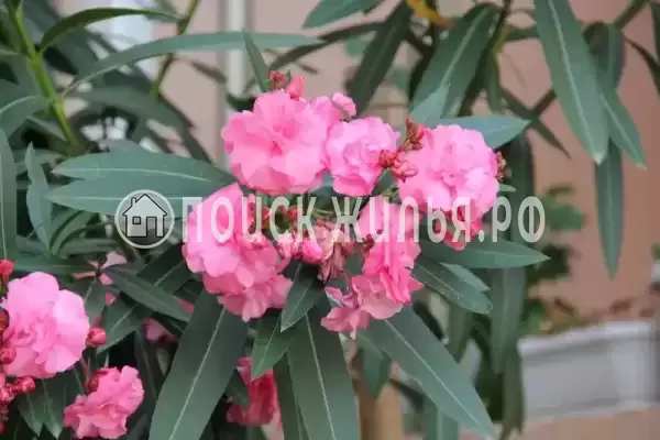 «Диана», Адлер «Диана», Адлер