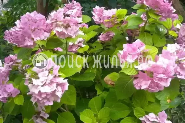 Гостевой дом «Бриз», Гагра