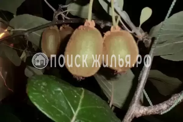 Частный сектор «На Лазарева», Лазаревское