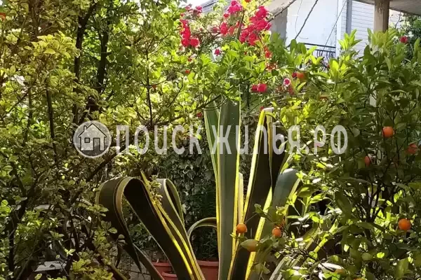 «Итинисан», Адлер