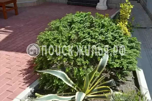 «Итинисан», Адлер