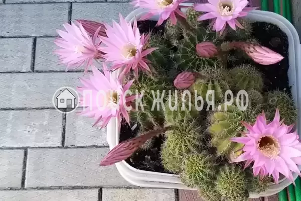 «Итинисан», Адлер