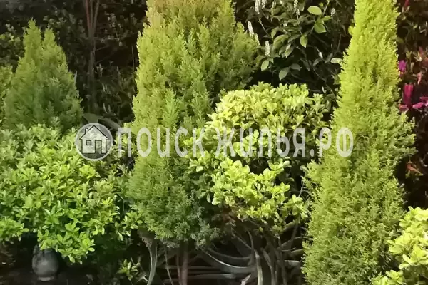 «Итинисан», Адлер