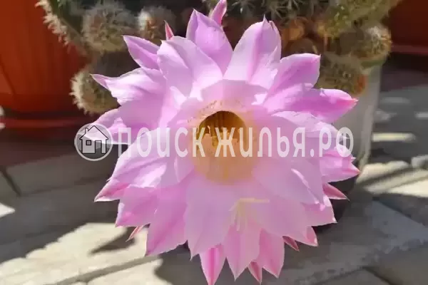 «Итинисан», Адлер