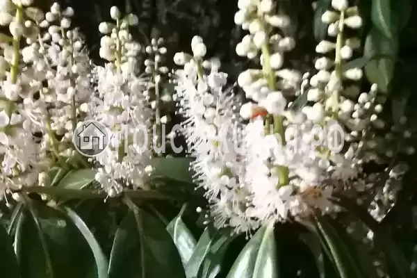 «Итинисан», Адлер