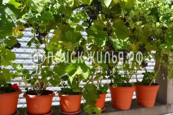 «Итинисан», Адлер