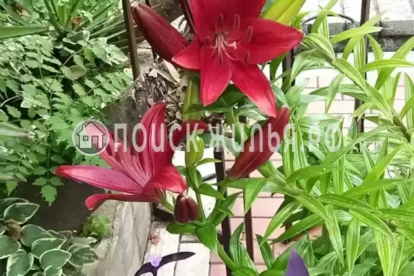 «Итинисан», Адлер