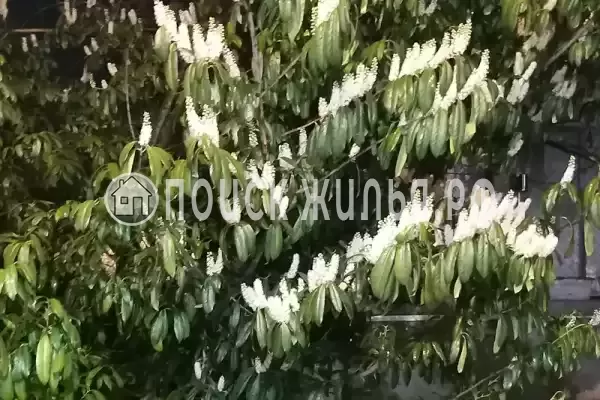 «Итинисан», Адлер