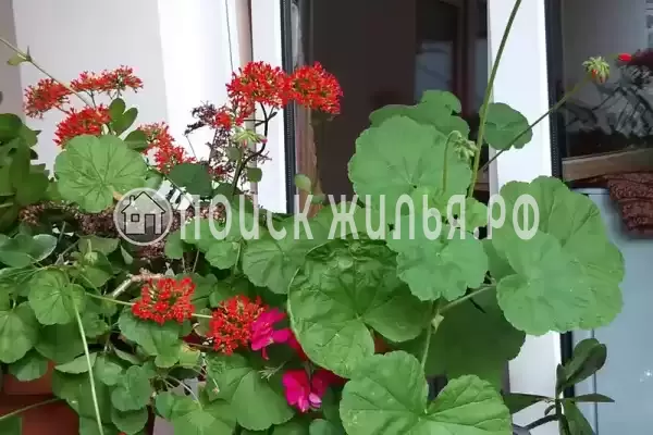 «Итинисан», Адлер