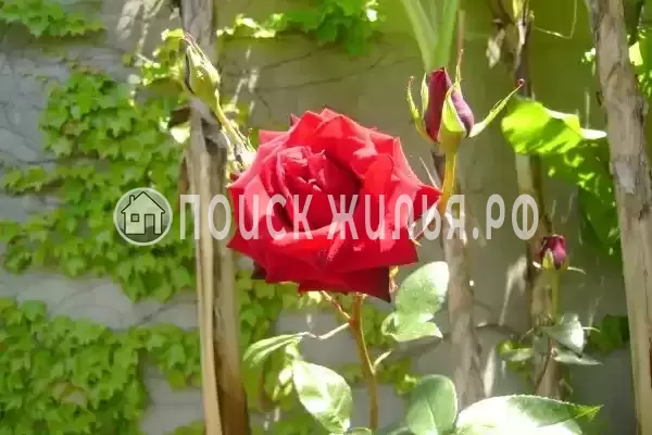 «Итинисан», Адлер