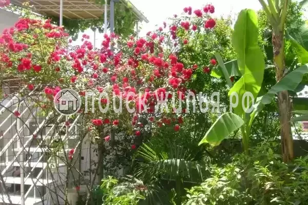 «Итинисан», Адлер