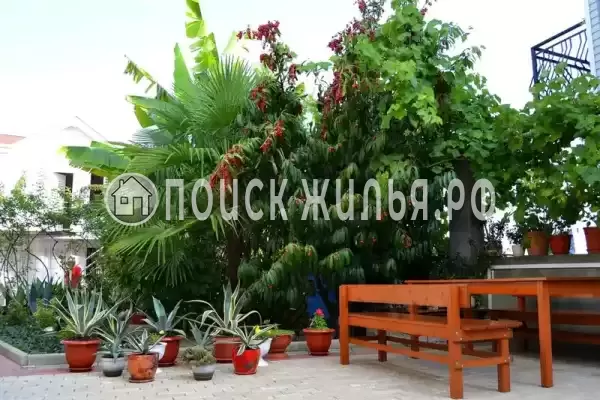 «Итинисан», Адлер