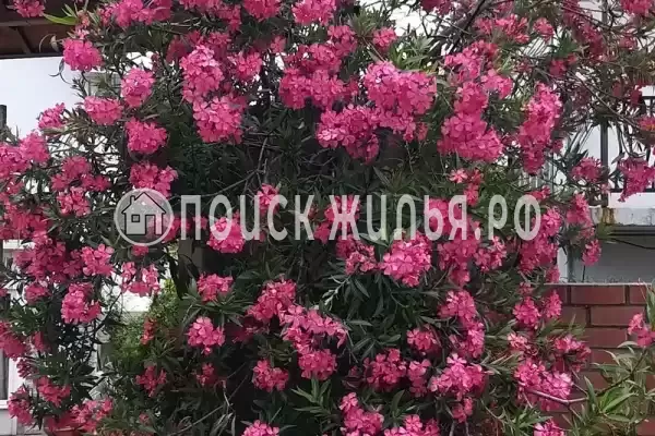 «Итинисан», Адлер