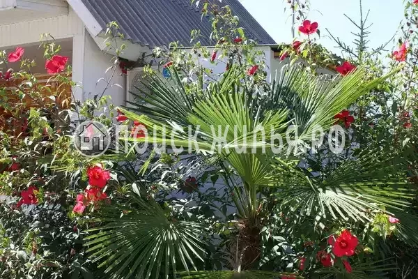 «Светлана», Лоо