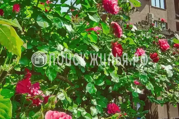 Гостевой дом «Diverona», Дивноморское Гостевой дом «Diverona», Дивноморское