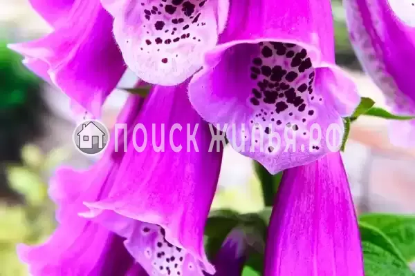 Гостевой дом «Diverona», Дивноморское Гостевой дом «Diverona», Дивноморское