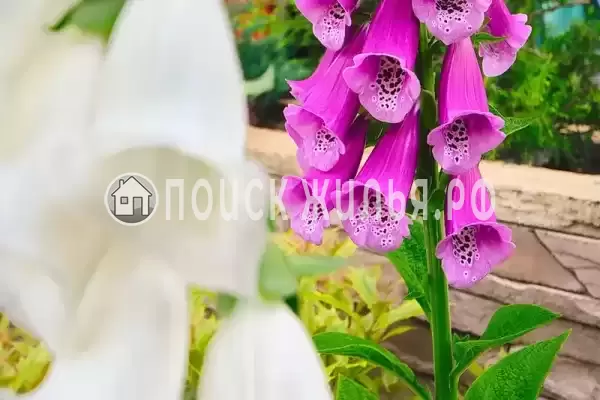 Гостевой дом «Diverona», Дивноморское Гостевой дом «Diverona», Дивноморское