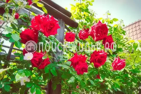 Гостевой дом «Diverona», Дивноморское Гостевой дом «Diverona», Дивноморское