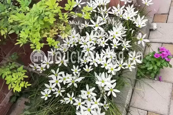 Гостиница «Лили», Лоо