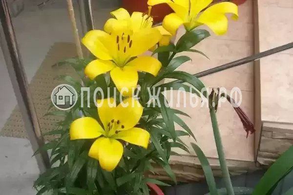 Гостевой дом «Берег мечты», Гагра Гостевой дом «Берег мечты», Гагра