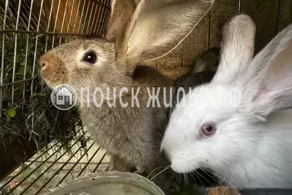 Гостевой дом «Раиса», Брест