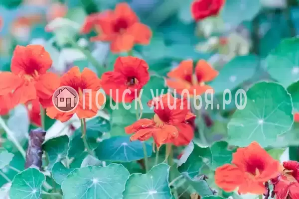 Частный сектор «Частный дом на Кольцевой 3», Лазаревское Частный сектор «Частный дом на Кольцевой 3», Лазаревское