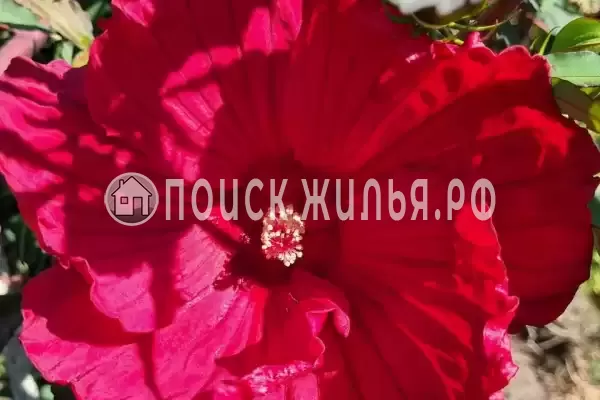 Частный сектор «На Черноморской», Джубга Частный сектор «На Черноморской», Джубга